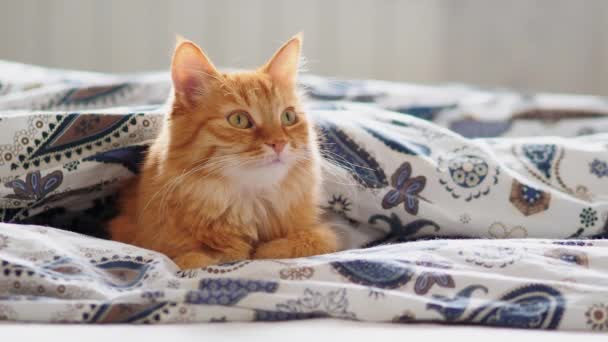 Lindo gato jengibre acostado en la cama debajo de la manta. La mascota esponjosa parece curiosa. Acogedor fondo del hogar, hora de acostarse por la mañana . — Vídeo de stock