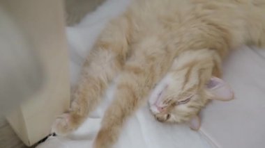 Giysi üzerinde yatan sevimli zencefil kedi. Odada karışıklık, yerde bozuklukta yatan kıyafetler. Üst görünüm. Düz profil.