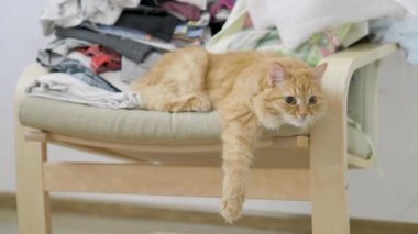 Sevimli zencefil kedi koltuk üzerinde kazık giysiler ile yatıyor. Kabarık hayvan Dozer, sarkan pençeleri aşağı. Rahat bir ev. Düz profil.