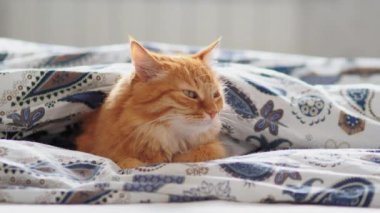 Şirin zencefil kedi battaniyenin altında yatakta yalan. Kabarık pet merakla görünüyor. Rahat ev arka plan, sabah uyku zamanı.