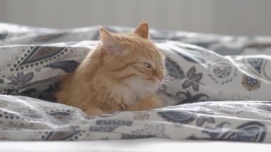 Battaniye altında yatakta yatan sevimli zencefil kedi. Kabarık Pet merakla görünüyor. Rahat ev arka plan, sabah yatmadan. Düz profil.