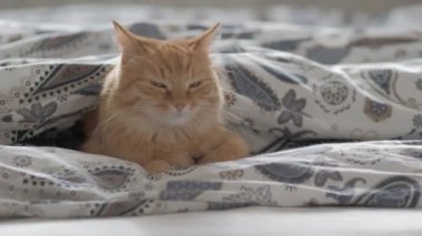 Battaniye altında yatakta yatan sevimli zencefil kedi. Kabarık Pet merakla görünüyor. Rahat ev arka plan, sabah yatmadan. Düz profil.
