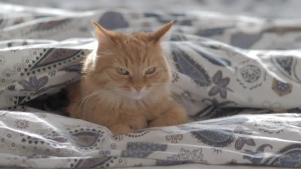 Mignon chat roux couché dans le lit sous la couverture. animal pelucheux semble curieusement. Confortable arrière-plan de la maison, coucher le matin. Profil plat . — Video