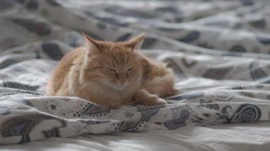 Battaniye altında yatakta yatan sevimli zencefil kedi. Kabarık Pet merakla görünüyor. Rahat ev arka plan, sabah yatmadan. Düz profil.