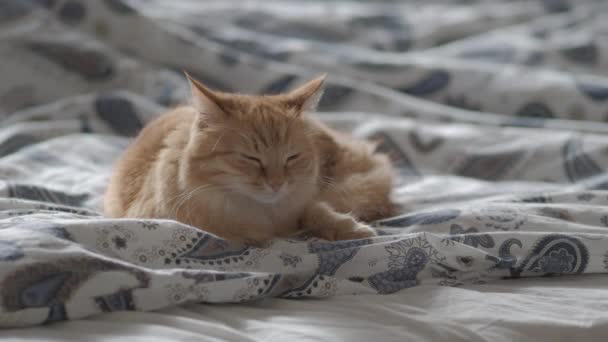 Carino gatto zenzero sdraiato nel letto sotto la coperta. L'animale domestico morbido guarda curiosamente. Accogliente sfondo casa, mattina a nanna. Profilo piatto . — Video Stock