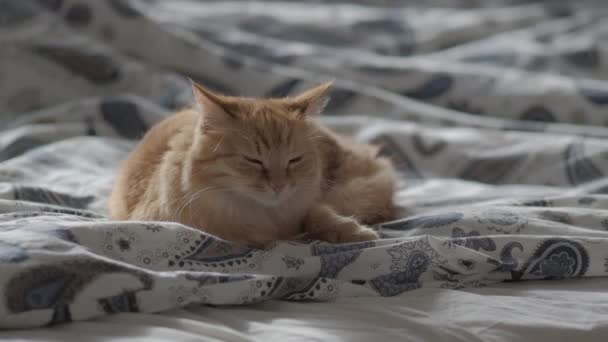 可爱的姜猫躺在毯子下的床上。蓬松的宠物看起来好奇。舒适的家庭背景,早晨的就寝时间。平面型材. — 图库视频影像