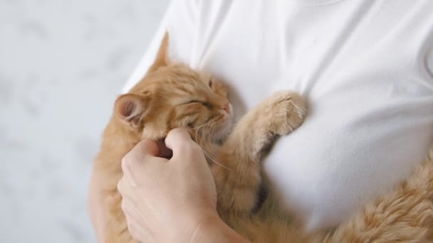 Lindo gato jengibre dormitando en las manos de las mujeres. Primer plano de las imágenes en cámara lenta de la mascota esponjosa. Mujer acariciando su animal doméstico. — Vídeo de stock