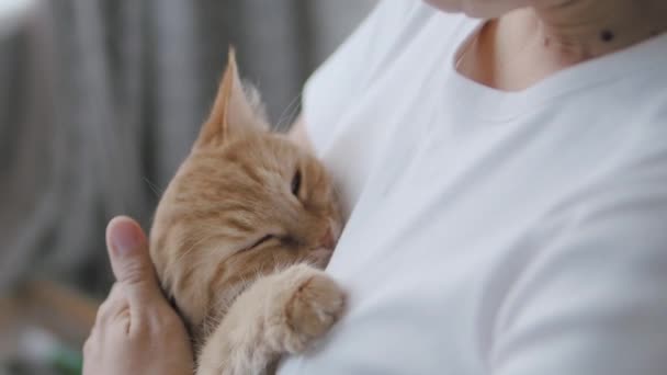 Roztomilá zrzavá kočka podřimující na ženských rukou. Uzavřete zpomalené záběry načechraného mazlíčka. Žena hladí své domácí zvíře. — Stock video
