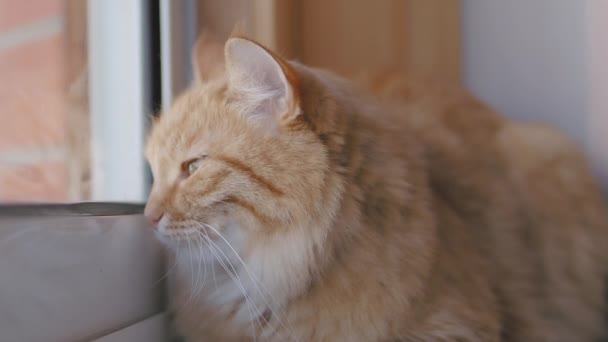 Schattige gember kat dozeren op vensterbank. Close-up slow motion beelden van pluizig huisdier. — Stockvideo