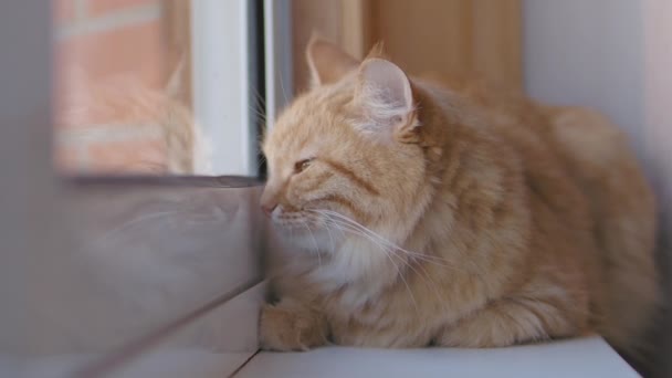 Lindo gato de jengibre dormitando en alféizar ventana. Primer plano de las imágenes en cámara lenta de la mascota esponjosa . — Vídeos de Stock