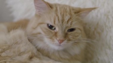 Sevimli zencefil kedi bej kürk yalama. Kabarık evcil hayvanın yavaş çekim görüntülerini kapatın.