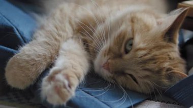 Sevimli zencefil kedi koyu mavi kumaş üzerinde uyuklama. Kabarık evcil hayvanın yavaş çekim görüntülerini kapatın.