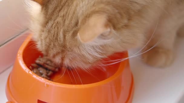 Милый рыжий кот ест кошачий корм из ярко-оранжевой миски. Закрыть запись замедленной съемки пушистого кормления домашних животных . — стоковое видео