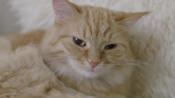 Carino lo zenzero gatto leccare su pelliccia beige. Close up filmato al rallentatore di soffice animale domestico . — Video Stock