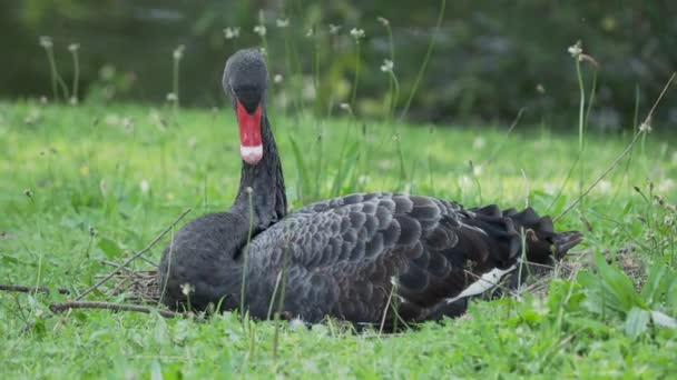 Siyah kuğu, Cygnus atratus. Büyük su kuşu tüylerini temizliyor.. — Stok video