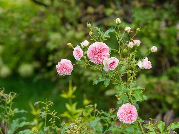 Fond naturel d'été avec David Austin roses pivoines roses. Belles fleurs en fleurs sur fond de feuilles vertes . — Photo