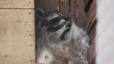 Bir çift rakun Procyon lotor birbirlerini yalarlar. Ahşap evde komik hayvanlar.