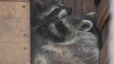 Bir çift rakun Procyon lotor birbirlerini yalarlar. Ahşap evde komik hayvanlar.