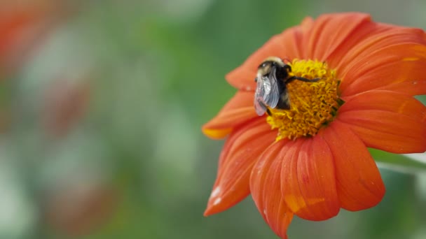 L'ape sta raccogliendo il polline da un fiore arancione brillante. Sfondo estivo con insetto in giardino . — Video Stock
