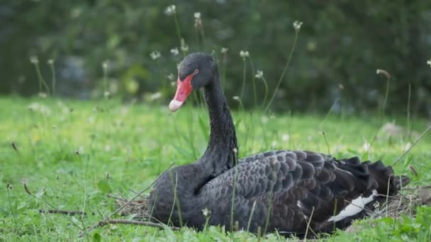 Černá labuť, Cygnus atratus. Velký vodní pták sedí na trávě. — Stock video