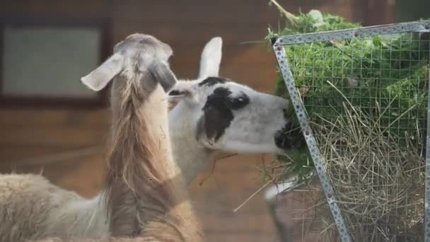 Two llamas Lama glama are eating fresh grass and straw from feeder. — Stock Video