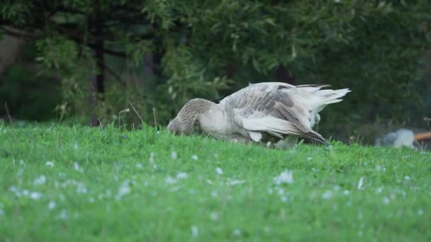 Gansos domésticos cinzentos mordiscar grama no campo. Noite de verão . — Vídeo de Stock