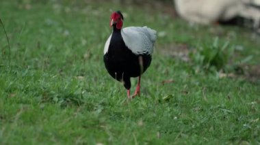 Gümüş sülün Lophura nycthemera alan çim yiyecek arıyor.