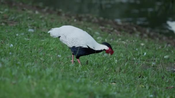 Ezüst fácán Lophura nycthemera keres ételt fűben a területen. — Stock videók