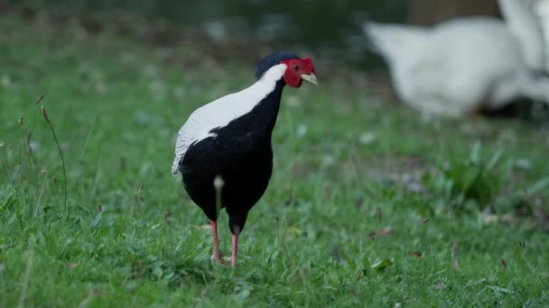 Faisán de plata Lophura nycthemera en busca de comida en la hierba del campo . — Vídeos de Stock