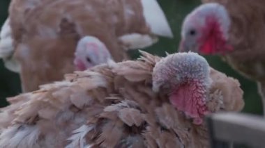 Üç hindi açık havada gece için çit üzerine yerleşti.