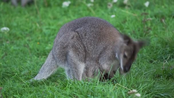 Bennetts árvore-canguru come grama. Dendrolagus bennettianus pastando no prado . — Vídeo de Stock