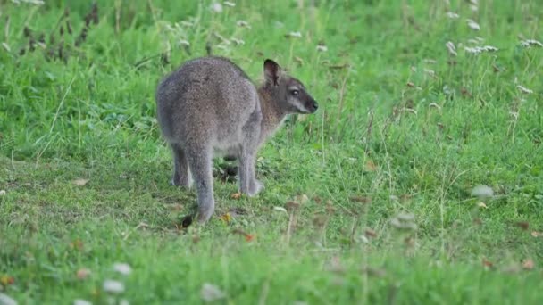Drzewo Bennetts-kangur zjada trawę. Dendrolagus bennettianus wypas na łące. — Wideo stockowe