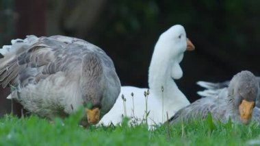 Gri yerli kazlar sahada çimleri kemirirler. Yaz akşamı.