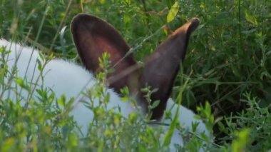 Siyah kulaklı beyaz tavşan ot yiyor. Kabarık çiftlik hayvanı ile yaz günbatımı arka plan.