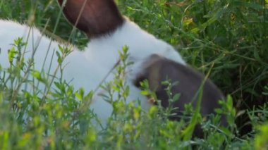 Siyah kulaklı beyaz tavşan ot yiyor. Kabarık çiftlik hayvanı ile yaz günbatımı arka plan.