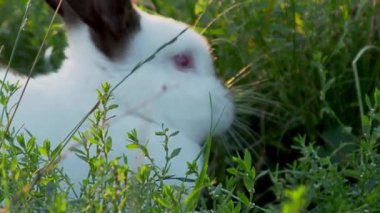 Siyah kulaklı beyaz tavşan ot yiyor. Kabarık çiftlik hayvanı ile yaz günbatımı arka plan.