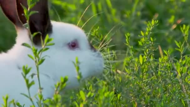Білий кролик з чорними вухами їсть траву. Літній фон заходу сонця з пухнастою фермою тварин . — стокове відео