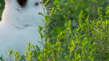 Siyah kulaklı beyaz tavşan ot yiyor. Kabarık çiftlik hayvanı ile yaz günbatımı arka plan.