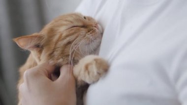 Kadın ellerinde uyuyan sevimli kızıl kedi. Yumuşak evcil hayvanın yavaş çekim görüntülerini kapatın. Kadın evcil hayvanını okşuyor..