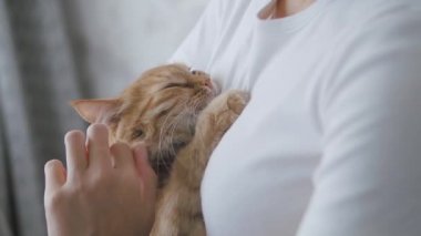 Kadın ellerinde uyuyan sevimli kızıl kedi. Yumuşak evcil hayvanın yavaş çekim görüntülerini kapatın. Kadın evcil hayvanını okşuyor..