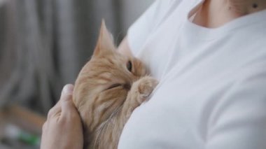 Kadın ellerinde uyuyan sevimli kızıl kedi. Yumuşak evcil hayvanın yavaş çekim görüntülerini kapatın. Kadın evcil hayvanını okşuyor..