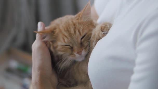 Lindo gato jengibre dormitando en las manos de las mujeres. Primer plano de las imágenes en cámara lenta de la mascota esponjosa. Mujer acariciando su animal doméstico. — Vídeo de stock