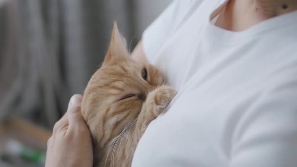 Χαριτωμένη κοκκινομάλλα γάτα κοιμάται στα χέρια των γυναικών. Κλείστε πλάνα αργής κίνησης του χνουδωτού κατοικίδιου. Γυναίκα χαϊδεύει το κατοικίδιο ζώο του. — Αρχείο Βίντεο