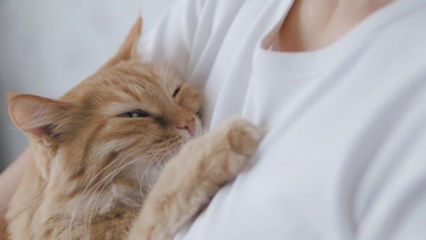 Leuke roodharige kat die in slaap valt op vrouwenhanden. Sluit slow motion beelden van pluizig huisdier. vrouw strelen zijn huisdier. — Stockvideo
