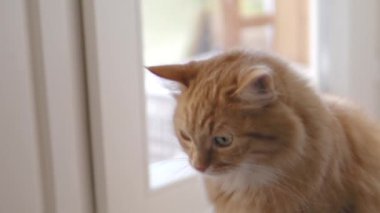 Sevimli zencefil kedi pencere eşik üzerinde oturuyor. Kabarık evcil hayvanın yavaş çekim görüntülerini kapatın.