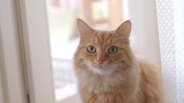 Sevimli zencefil kedi pencere eşik üzerinde oturuyor. Kabarık evcil hayvanın yavaş çekim görüntülerini kapatın.