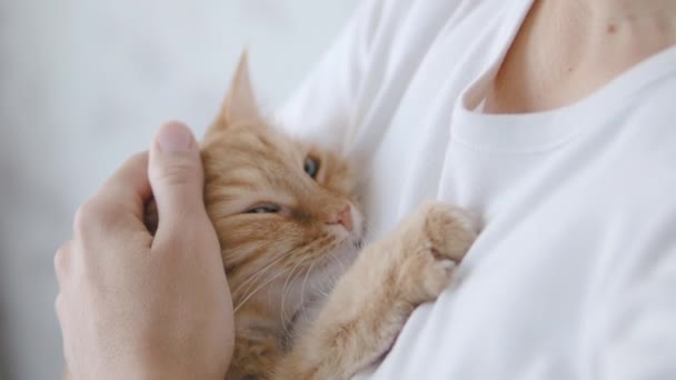 女性の手にかわいい生姜猫の投与量。ふわふわペットのスローモーション映像を閉じます。女は家畜を撫でて. — ストック動画