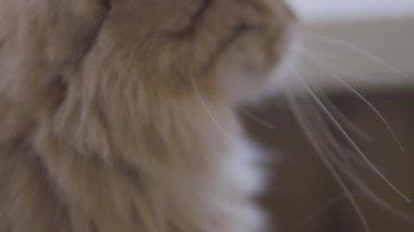 Sevimli zencefil kedi pencere eşik üzerinde oturuyor. Kabarık evcil hayvanın yavaş çekim görüntülerini kapatın.