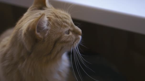 Lindo gato pelirrojo está sentado en el alféizar de la ventana. Primer plano de las imágenes en cámara lenta de la mascota esponjosa . — Vídeo de stock