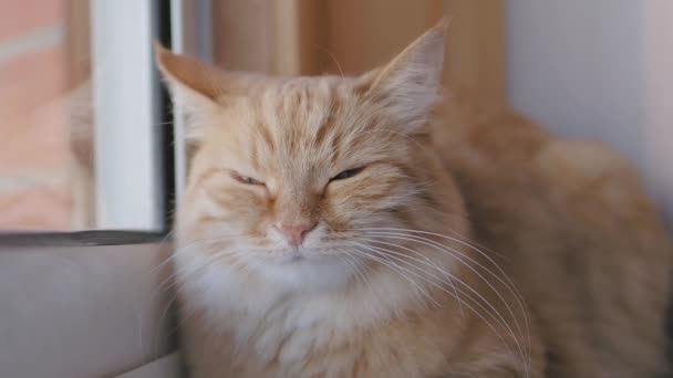 Schattige gember kat dozeren op vensterbank. Close-up slow motion beelden van pluizig huisdier. — Stockvideo